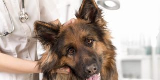 German Shepherd with head tilted to the side being examined by its veterinarian with its owner's pet insurance.
