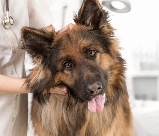 German Shepherd with head tilted to the side being examined by its veterinarian with its owner's pet insurance.