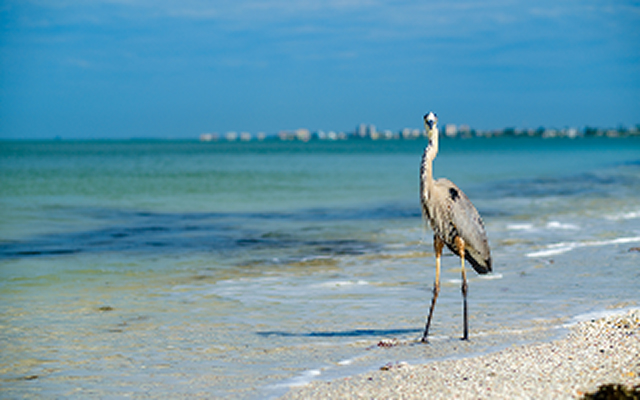 Majestic Great Blue Heron on the shore in Fort Myers Beach on the west coast of Florida – Fort Myers, cheap car insurance in Fort Myers