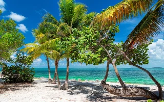 Palm trees and turquoise sea in a tropical beach in Key West, Florida – Key West, cheap car insurance in Florida