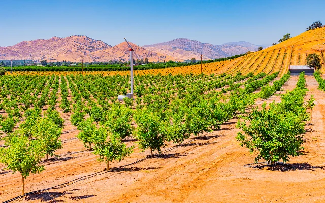 Lifting fog and young citrus trees and surrounded by other orchards in the agricultural center of California, near Visalia, USA – Visalia, cheap car insurance in California